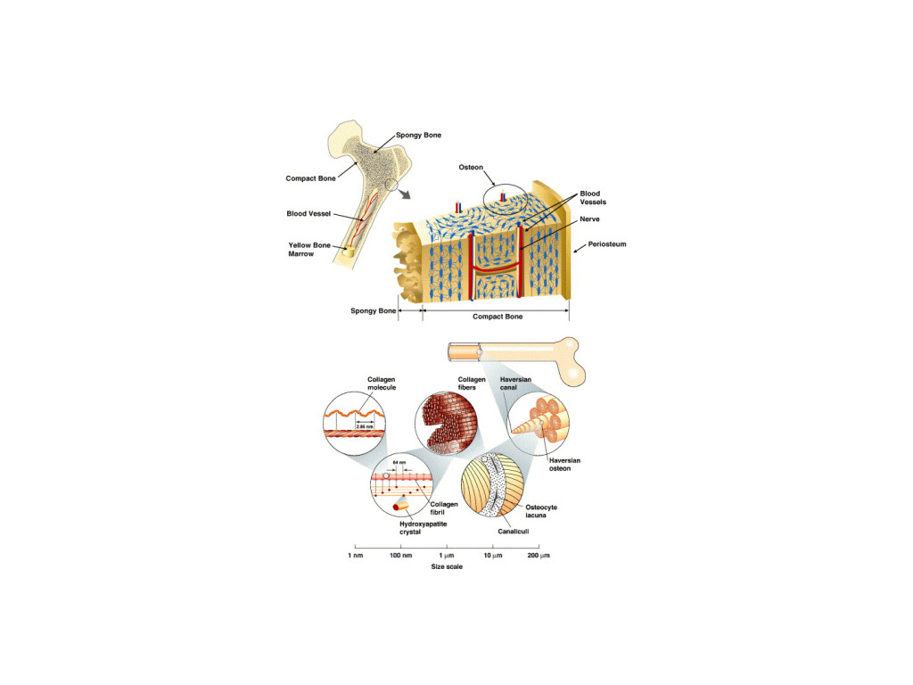 Fierybread by Thuy Vo - Collagen